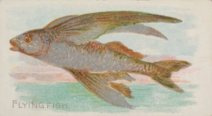 Framed Print : Flying Fish, from the Fish from American Waters series (N8) for Allen & Framed Print : Flying Fish, from the Fish from American Waters series (N8) for Allen &