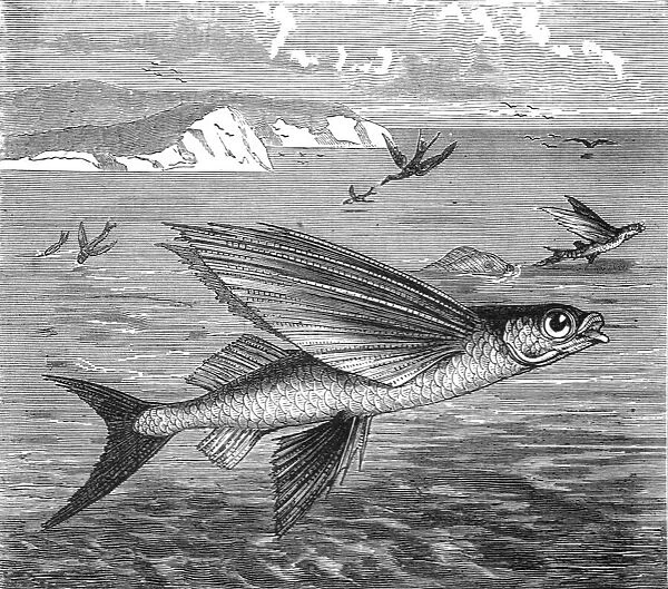 Flying Fish and their Foes; A Flying Visit to Florida, 1875. Creator: Thomas Mayne Reid