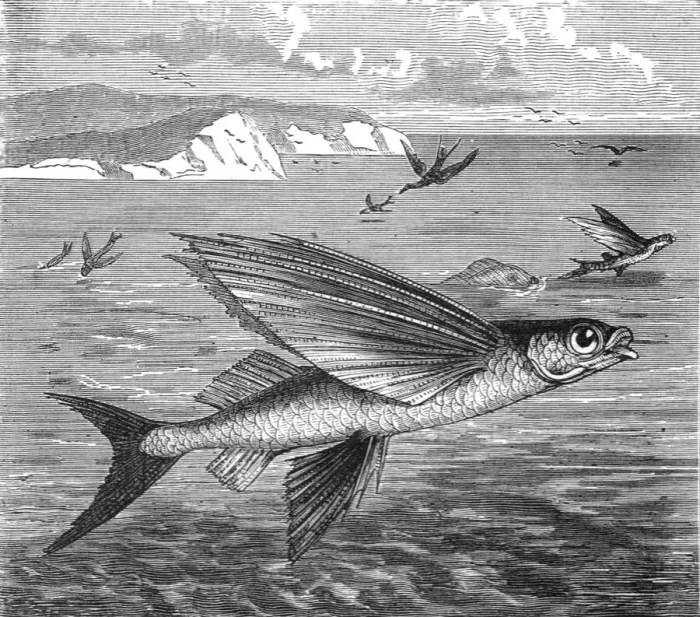 Framed Print : Flying Fish and their Foes; A Flying Visit to Florida, 1875. Creator: Thomas Mayne Reid Framed Print : Flying Fish and their Foes; A Flying Visit to Florida, 1875. Creator: Thomas Mayne Reid