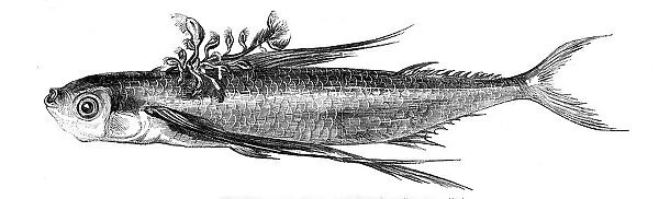 Flying fish, with a Parasitic Growth on its Back, 1858. Creator: Unknown