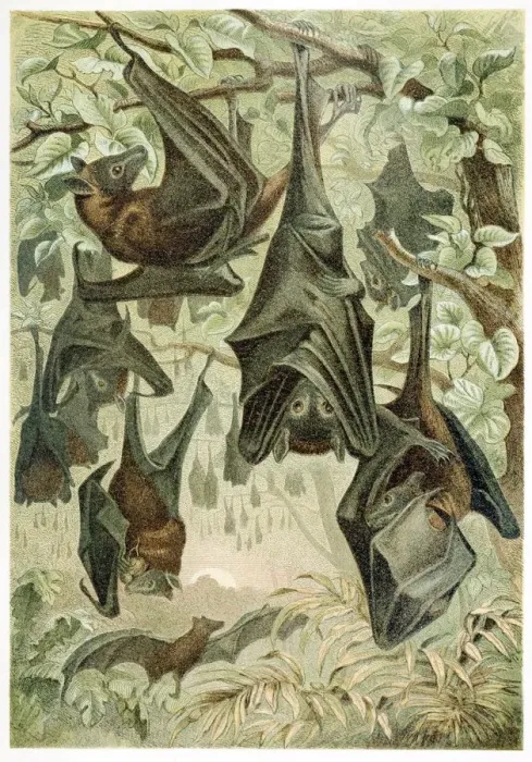 Framed Print : Flying Foxes, from Brehms Tierleben, pub. 1860s (colour lithograph), 1860 Framed Print : Flying Foxes, from Brehms Tierleben, pub. 1860s (colour lithograph), 1860