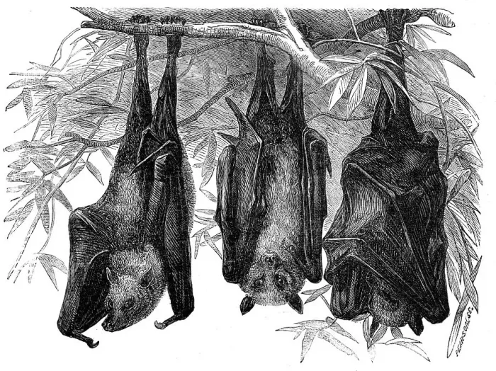 Framed Print : Flying Foxes in the Gardens of the Zoological Society, Regent's-Park, 1856. Creator: Pearson Framed Print : Flying Foxes in the Gardens of the Zoological Society, Regent's-Park, 1856. Creator: Pearson