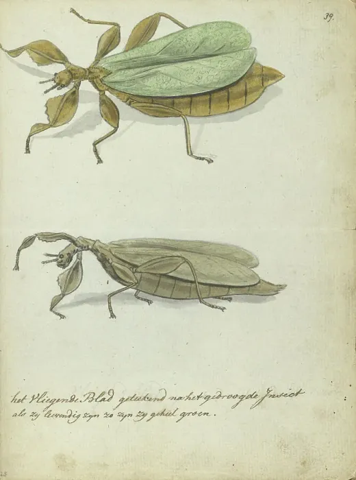 Framed Print : The flying leaf, 1778-1785. Creator: Jan Brandes Framed Print : The flying leaf, 1778-1785. Creator: Jan Brandes
