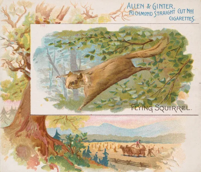 Framed Print : Flying Squirrel, from Quadrupeds series (N41) for Allen & Ginter Cigarettes, 1890 Framed Print : Flying Squirrel, from Quadrupeds series (N41) for Allen & Ginter Cigarettes, 1890