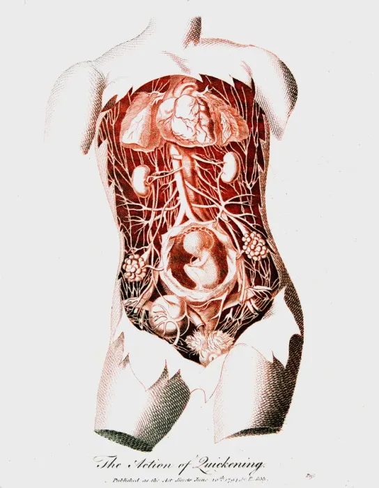 Framed Print : Foetus in uterus at time of quickening when first fetal movements are felt by the mother, c1795 Framed Print : Foetus in uterus at time of quickening when first fetal movements are felt by the mother, c1795