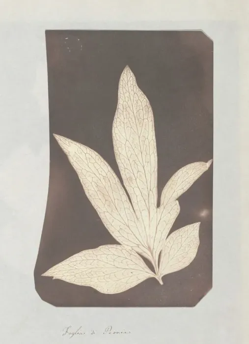 Framed Print : Foglia di Peonia, 1839. Creator: William Henry Fox Talbot Framed Print : Foglia di Peonia, 1839. Creator: William Henry Fox Talbot