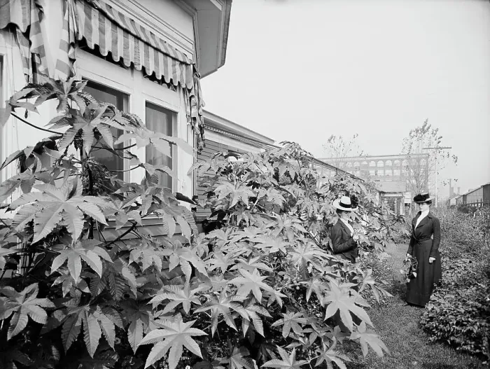 Framed Print : Foliage and east window of officers club, National Cash Register [Company], Dayton, Ohio, (1902?). Creator: William H. Jackson