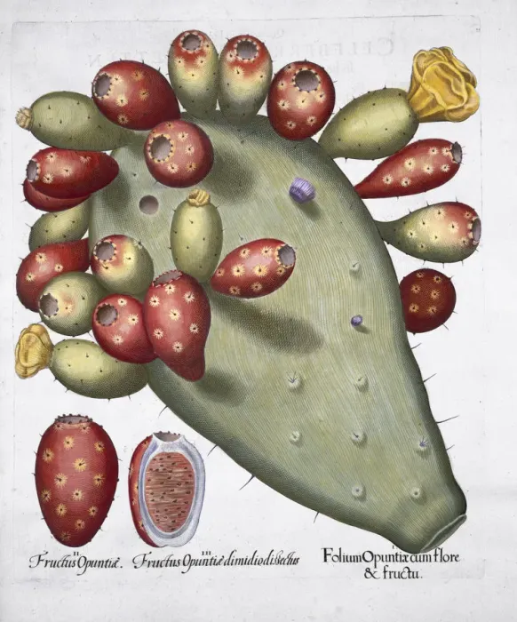 Framed Print : Folium Opuntia, 1613 Framed Print : Folium Opuntia, 1613