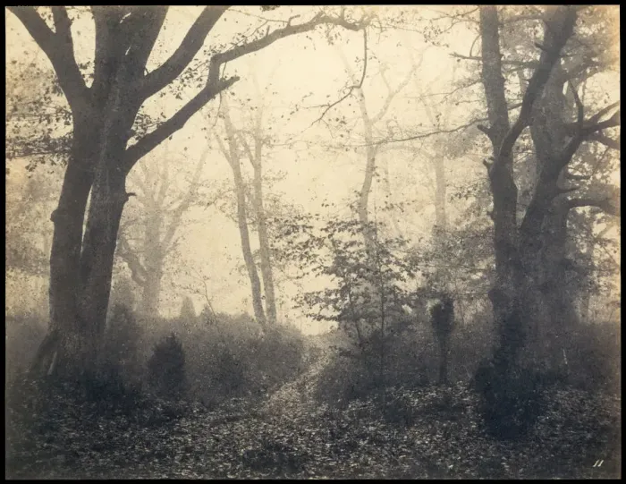 Framed Print : Fontainebleau. Forest at Barbizon, ca 1860. Creator: Cuvelier, Eugene (1837-1900)