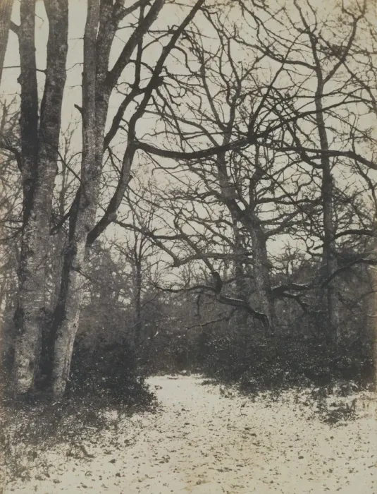 Framed Print : [Fontainebleau Forest], ca. 1860. Creator: Eugene Cuvelier
