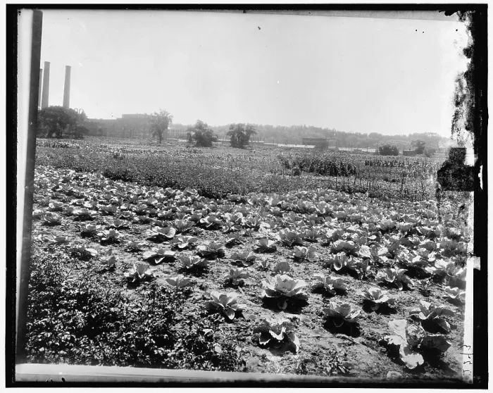 Framed Print : Food Garden Commission, between 1910 and 1920. Creator: Harris & Ewing. Food Garden Commission, between 1910 and 1920. Creator: Harris & Ewing Framed Print : Food Garden Commission, between 1910 and 1920. Creator: Harris & Ewing. Food Garden Commission, between 1910 and 1920. Creator: Harris & Ewing