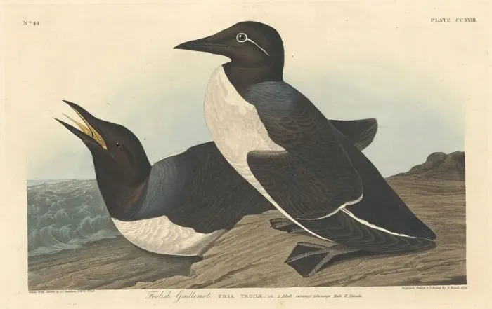 Framed Print : Foolish Guillemot, 1834. Creator: Robert Havell Framed Print : Foolish Guillemot, 1834. Creator: Robert Havell