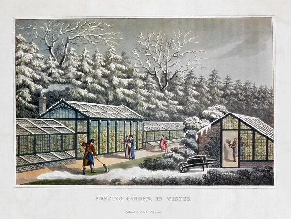 Forcing Garden in Winter, 1816. Artist: Humphry Repton