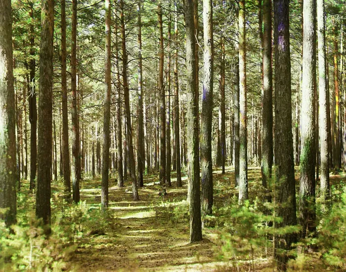 Framed Print : Forest, 1910. Creator: Sergey Mikhaylovich Prokudin-Gorsky Framed Print : Forest, 1910. Creator: Sergey Mikhaylovich Prokudin-Gorsky