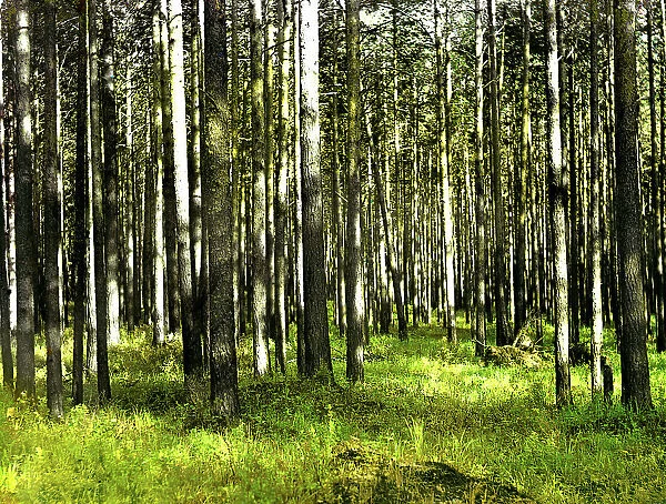 In the forest, 1912. Creator: Sergey Mikhaylovich Prokudin-Gorsky