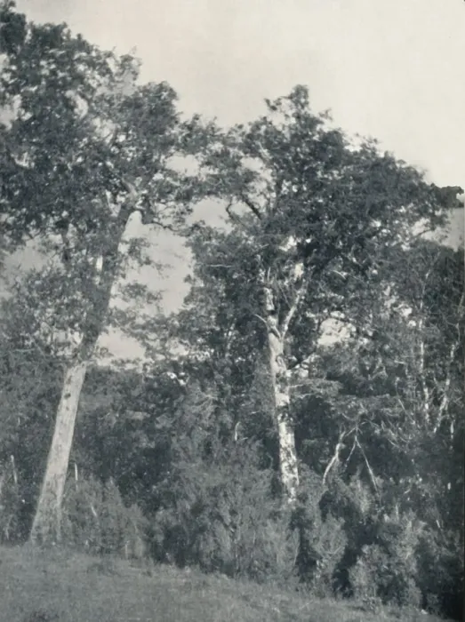 Framed Print : A Forest of Antarctic Beech at Temuco, 1911