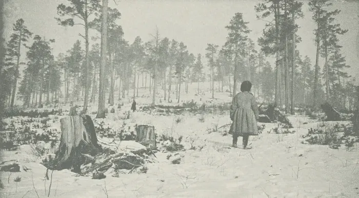 Framed Print : Forest on the Circum-Baikal Road, 1906. Creator: Unknown Framed Print : Forest on the Circum-Baikal Road, 1906. Creator: Unknown