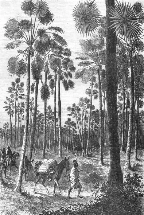 Framed Print : Forest of Fan-Leaved Palms; Journey from the Senegal to the Niger, 1875. Creator: Unknown Framed Print : Forest of Fan-Leaved Palms; Journey from the Senegal to the Niger, 1875. Creator: Unknown