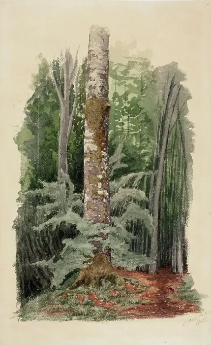 Framed Print : Forest interior, in the middle is the trunk of a hardwood tree, 1856. Creator: Werner Holmberg Framed Print : Forest interior, in the middle is the trunk of a hardwood tree, 1856. Creator: Werner Holmberg