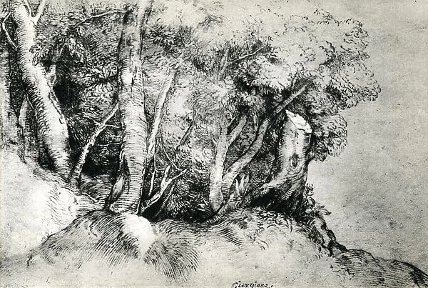 Forest Landscape, c1516-1518, (1937). Artist: Titian
