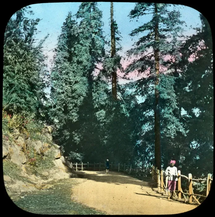 Framed Print : Forest, Murree, India, late 19th or early 20th century Framed Print : Forest, Murree, India, late 19th or early 20th century