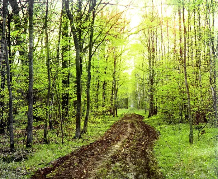 Framed Print : Forest road, between 1905 and 1915. Creator: Sergey Mikhaylovich Prokudin-Gorsky Framed Print : Forest road, between 1905 and 1915. Creator: Sergey Mikhaylovich Prokudin-Gorsky