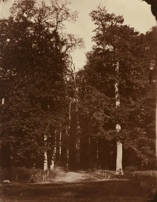 Framed Print : Forest at Saint-Cloud, 1859-1860. Creator: Louis-Remy Robert Framed Print : Forest at Saint-Cloud, 1859-1860. Creator: Louis-Remy Robert