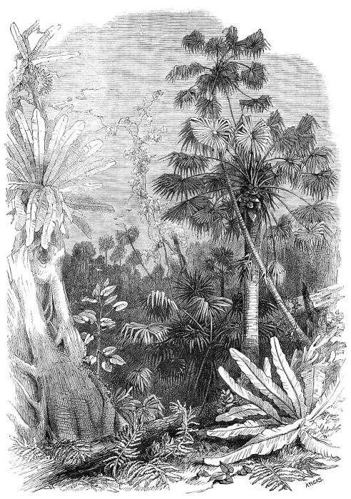 Framed Print : Forest scene on the Illawarra Mountains, New South Wales, 1868. Creator: Unknown Framed Print : Forest scene on the Illawarra Mountains, New South Wales, 1868. Creator: Unknown