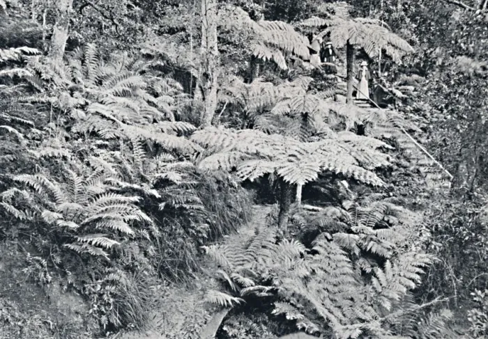 Framed Print : A Forest of Tree Ferns, Leura, Blue Mountains, c1900. Creator: Unknown Framed Print : A Forest of Tree Ferns, Leura, Blue Mountains, c1900. Creator: Unknown
