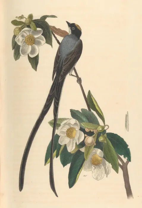 Framed Print : Fork-tailed Flycatcher, Gordonia lasianthus, 1840-44. Creator: John T. Bowen Framed Print : Fork-tailed Flycatcher, Gordonia lasianthus, 1840-44. Creator: John T. Bowen