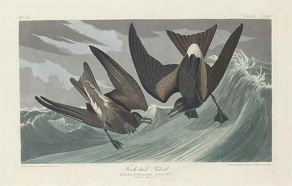 Fork-tailed Petrel, 1835. Creator: Robert Havell