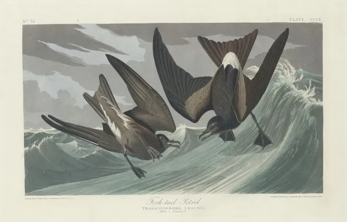 Framed Print : Fork-tailed Petrel, 1835. Creator: Robert Havell Framed Print : Fork-tailed Petrel, 1835. Creator: Robert Havell