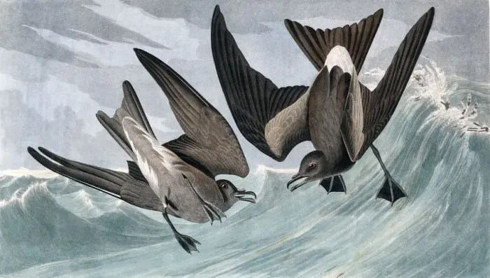 Framed Print : Fork Tailed Petrel, Thalassidroma Leachii, 1845 Framed Print : Fork Tailed Petrel, Thalassidroma Leachii, 1845