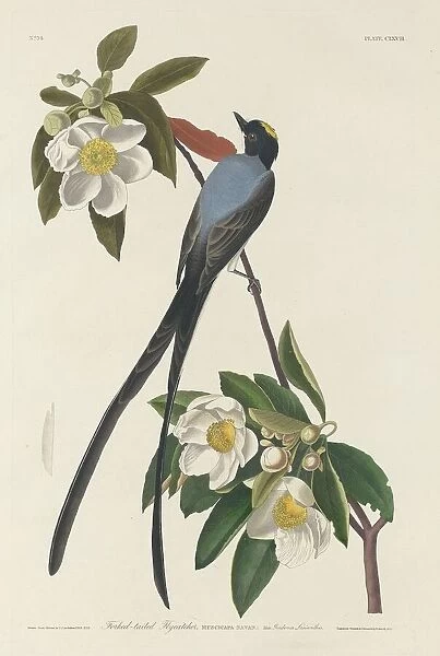 Forked-tail Flycatcher, 1833. Creator: Robert Havell