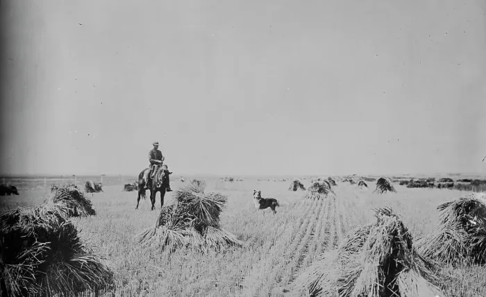 Framed Print : Fort Peck Reservation --- 200 acre oat field, between c1915 and c1920. Creator: Bain News Service Framed Print : Fort Peck Reservation --- 200 acre oat field, between c1915 and c1920. Creator: Bain News Service