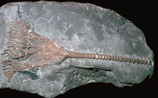 Fossil of a crinoid lily