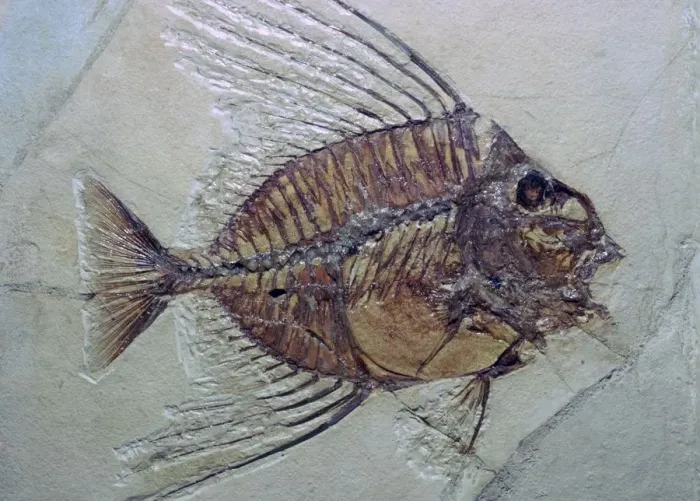 Framed Print : Fossil Fish Framed Print : Fossil Fish