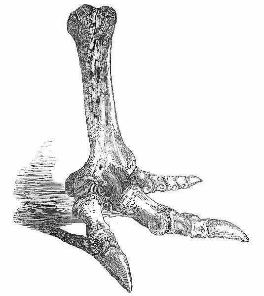Fossil Foot of Dinornis, 1850. Creator: Unknown