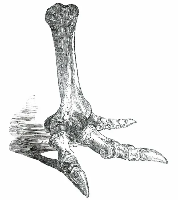Framed Print : Fossil Foot of Dinornis, 1850. Creator: Unknown Framed Print : Fossil Foot of Dinornis, 1850. Creator: Unknown