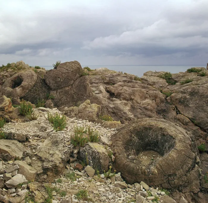 Framed Print : Fossil forest in Dorset Framed Print : Fossil forest in Dorset