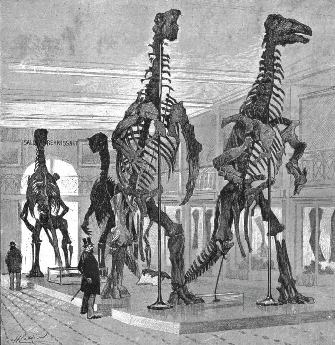 Framed Print : Fossil Iguanodons in the Bernissart Gallery of the Natural History Museum, Brussels, 1891. Creator: Hendrick Cassiers Framed Print : Fossil Iguanodons in the Bernissart Gallery of the Natural History Museum, Brussels, 1891. Creator: Hendrick Cassiers