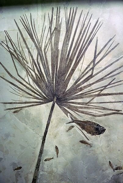 Fossil palm and fishes