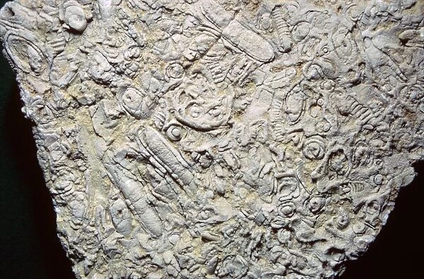 Fossil shells in limestone