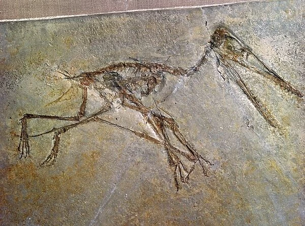 Fossil skeleton of a Pterodactyl, from the British Museums collection