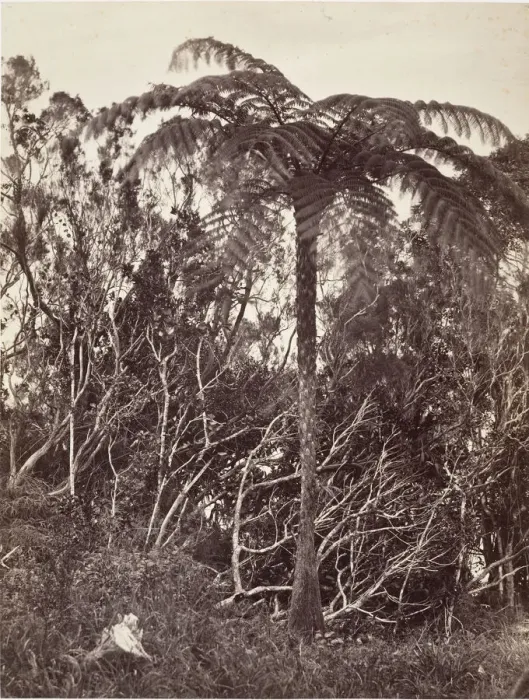 Framed Print : Fougere arborescente, 1863. Creator: Desire Charnay Framed Print : Fougere arborescente, 1863. Creator: Desire Charnay