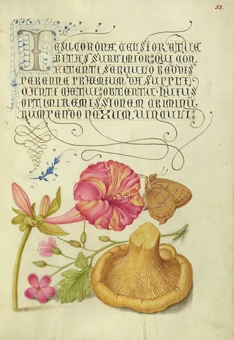 Framed Print : Four-o'Clock, Brown Hairstreak, Herb Robert, and Chanterelle, 1561-1562; illumination added 1591-6. Creator: Joris Hoefnagel Framed Print : Four-o'Clock, Brown Hairstreak, Herb Robert, and Chanterelle, 1561-1562; illumination added 1591-6. Creator: Joris Hoefnagel