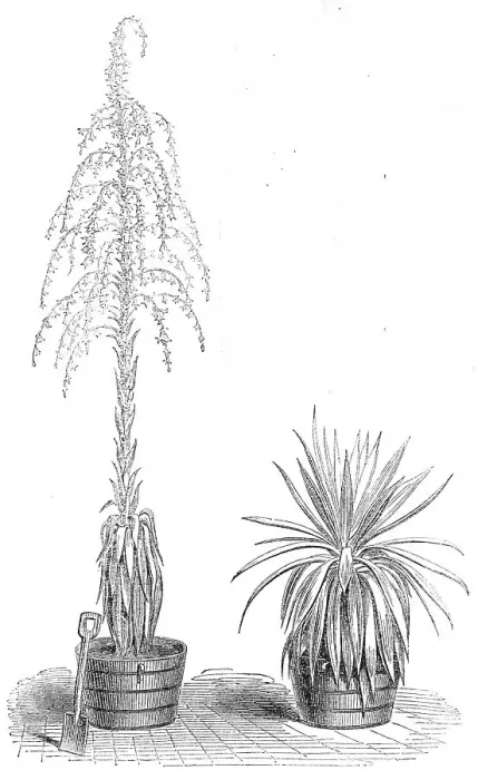 Framed Print : The Fourcroya Longaeva, a species of agave...in the gardens of the Royal Botanic Society... 1864. Creator: Unknown Framed Print : The Fourcroya Longaeva, a species of agave...in the gardens of the Royal Botanic Society... 1864. Creator: Unknown