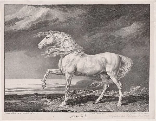 Fourteen Celebrated Horses: Adonis, 1824. Creator: James Ward (British, 1769-1859)