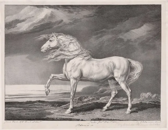 Framed Print : Fourteen Celebrated Horses: Adonis, 1824. Creator: James Ward (British, 1769-1859) Framed Print : Fourteen Celebrated Horses: Adonis, 1824. Creator: James Ward (British, 1769-1859)