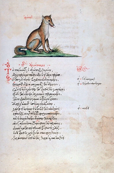 The Fox, 1564. Illustration from a French copy of the Bestiary of Manuel Philes